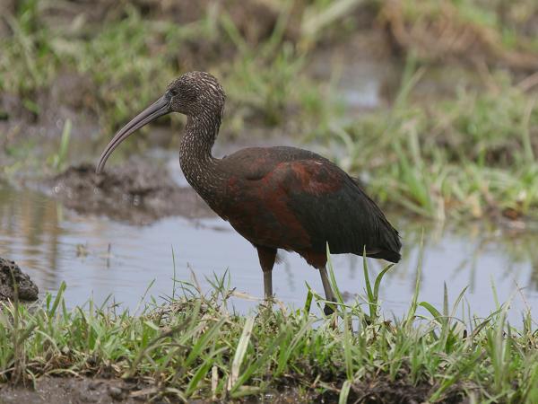 <h3><a href="/trips/tanzania/biota/animalia/chordata/aves/015 pelecaniformes/001 threskiornithidae/plegadis falcinellus/plegadis falcinellus-nl.html">Plegadis&nbsp;falcinellus</a> / Glossy&nbsp;ibis / Zwarte&nbsp;ibis</h3>OM-1 Mark II met OLYMPUS M.150-400mm F4.5, 1/2000 sec  bij F4.5, ISO 500, afstand 16.2&nbsp;m